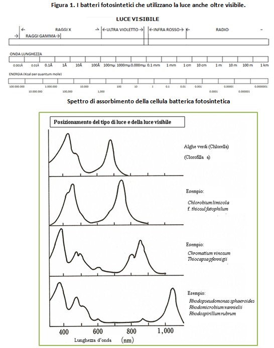 Dr. Teruo Higa: Effetto e Efficacia Batteri Fotosintetici...