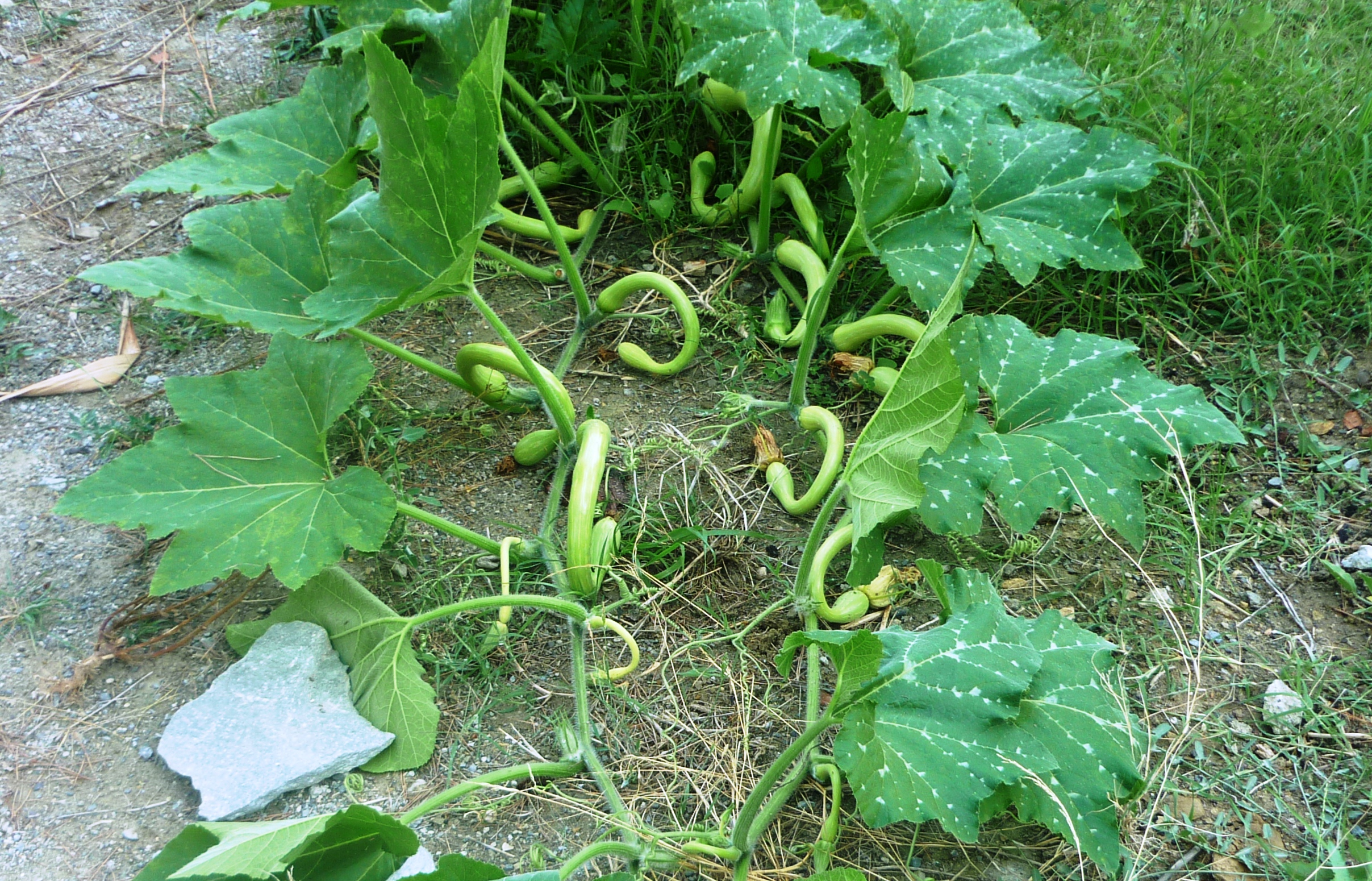 Grappoli di Zucchine...