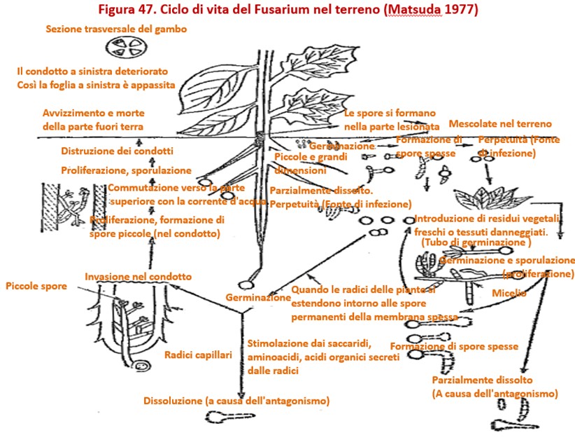 Fusarium