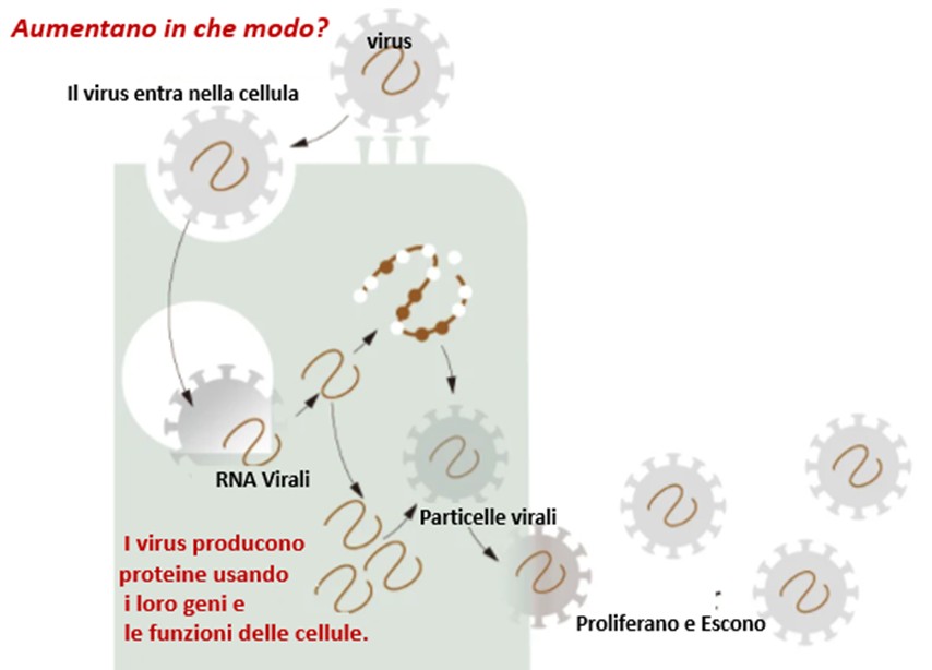 Virus e Batteri