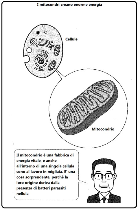 Prof. Abo: L'antenato del sistema mitocondriale è il batterio.