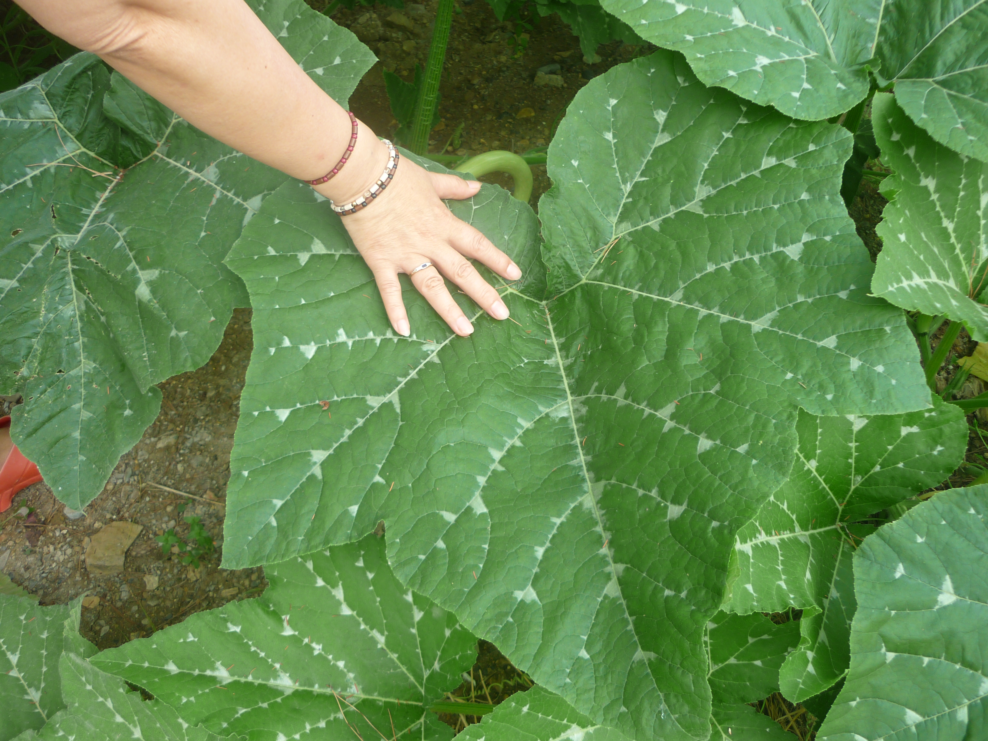 Grappoli di Zucchine...