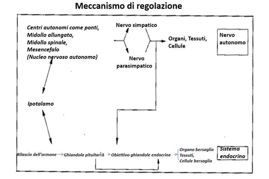 Dr. Morishita e meccanismo di guarigione naturale.