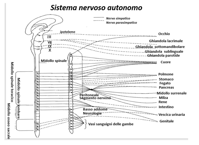 Dr. Morishita e meccanismo di guarigione naturale.