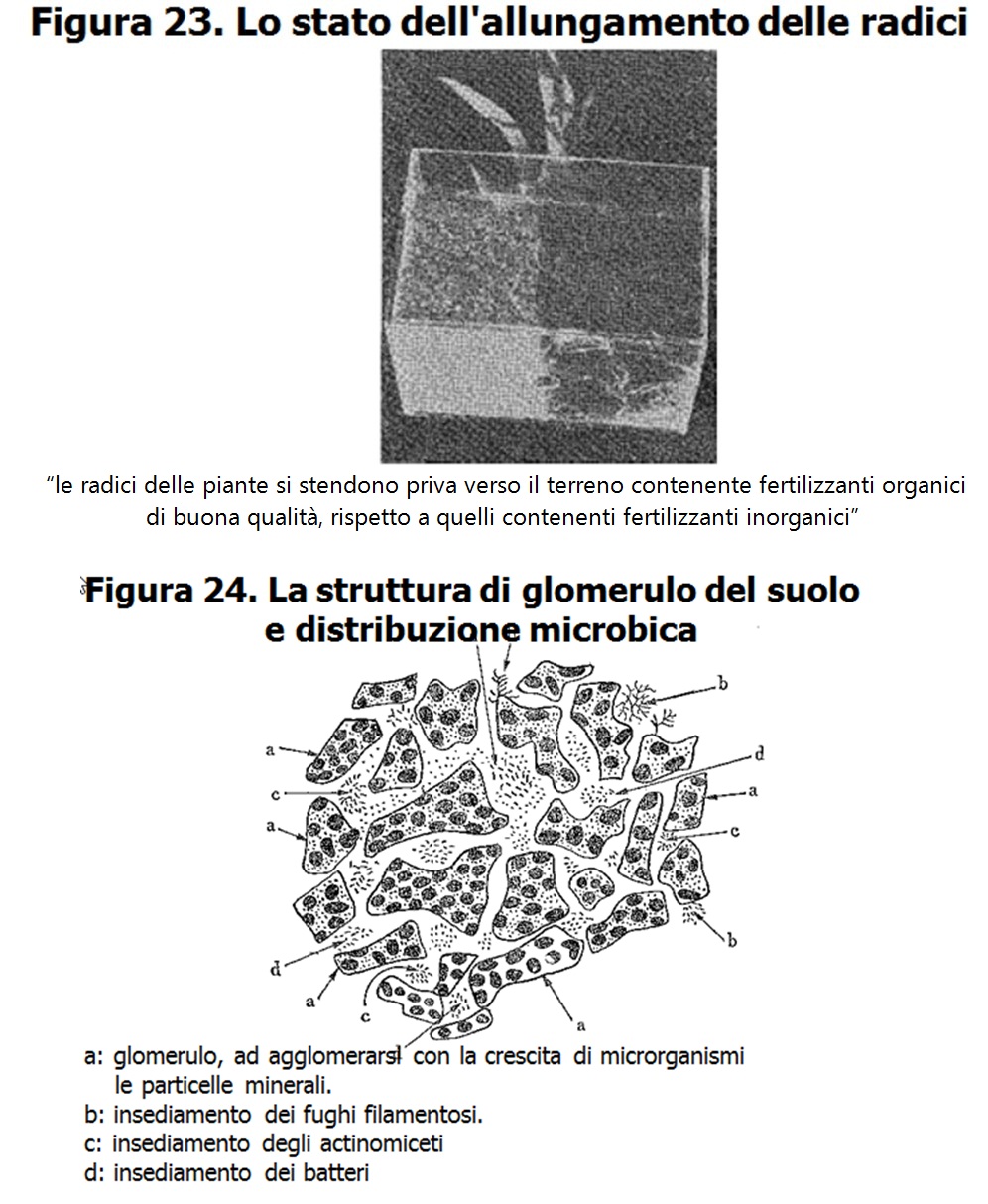 Allungamento delle Radici e Rizosfera