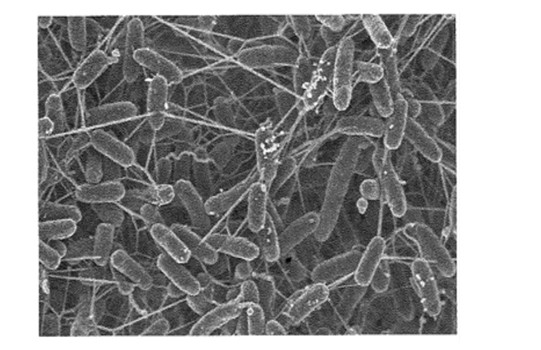 Dr. Beppu: microrganismi e nanotubi...