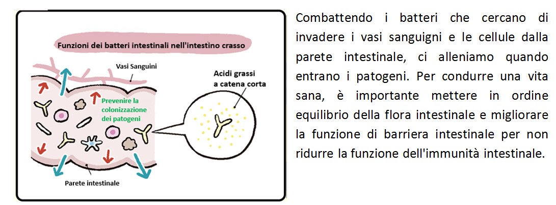 Relazione fra Flora intestinale e immunità intestinale...