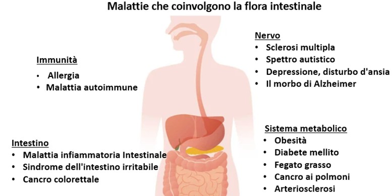 Curare la malattia con i batteri intestinali.